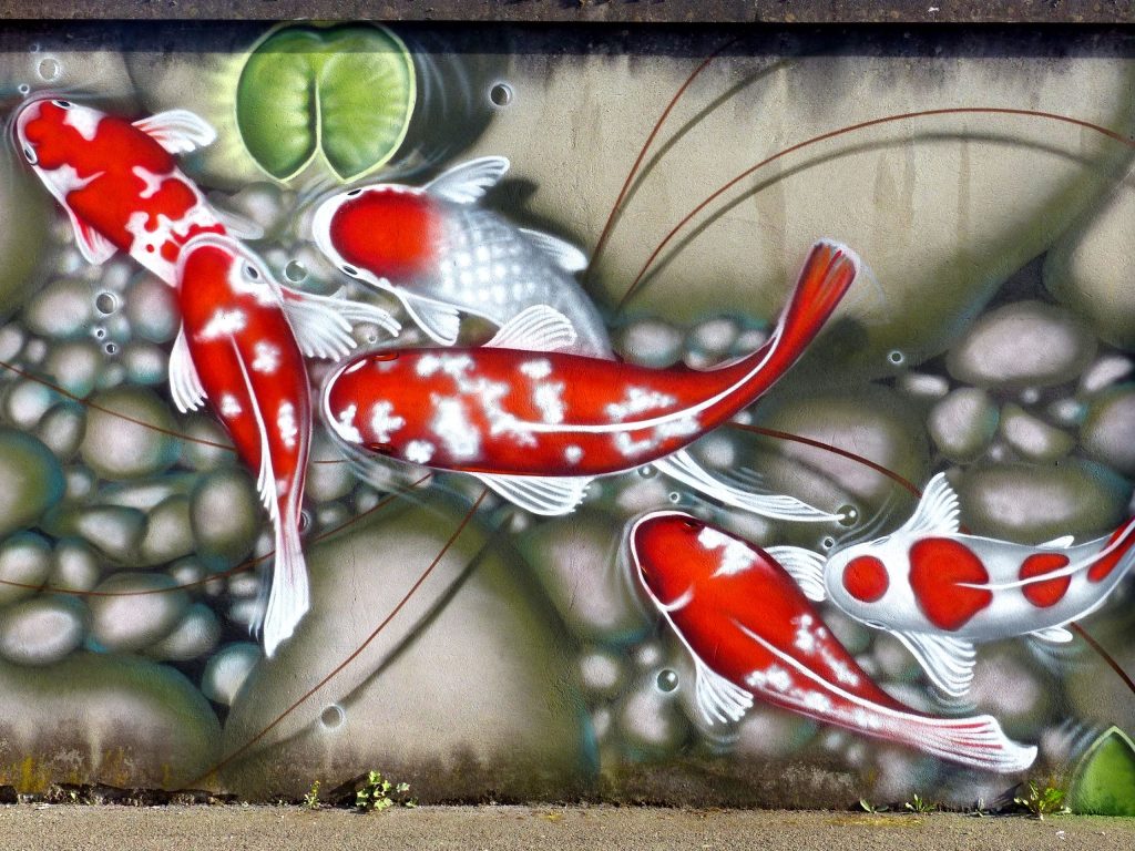 Carpes Koï